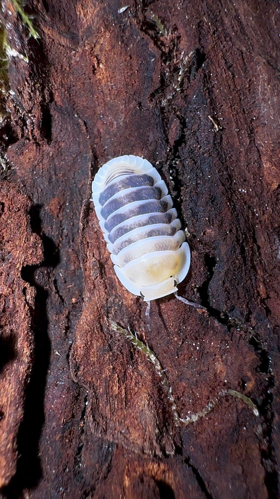 A small Jupiter isopod on damp red-brown bark, its pale back marked with rows of dark grey patches.