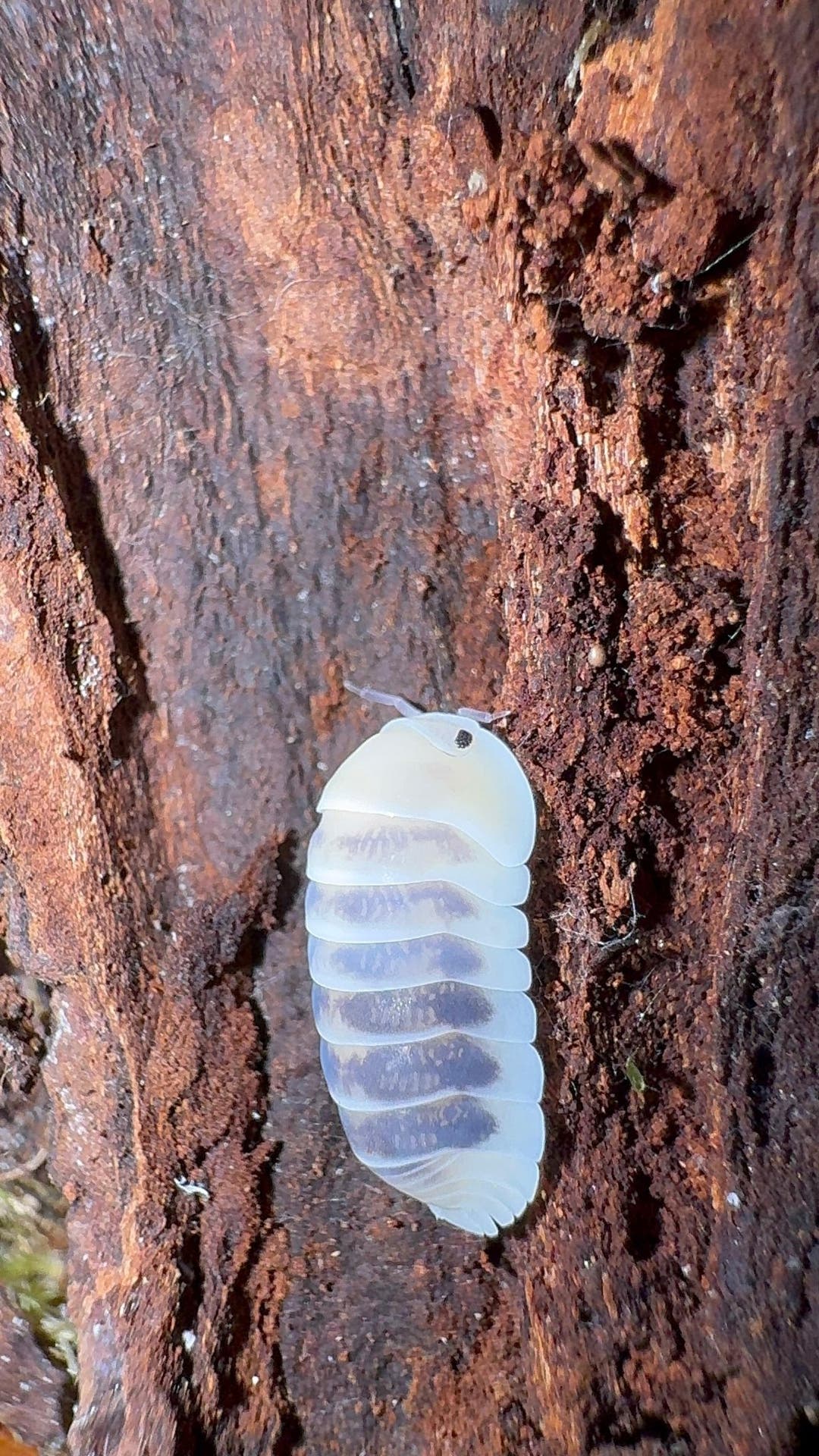 A pale cream Jupiter isopod marked with soft blue-grey patches, on a ridge of cracked red-brown bark.