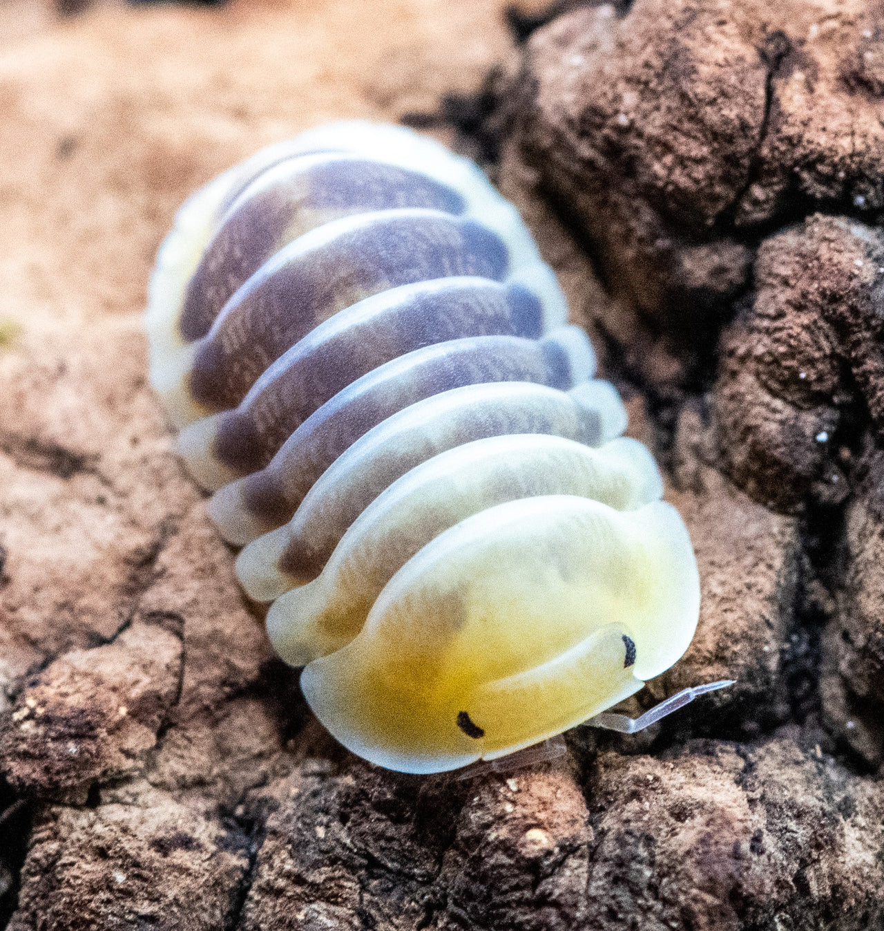 jupiter isopod