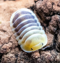 jupiter isopod