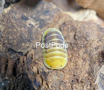 jupiter isopod