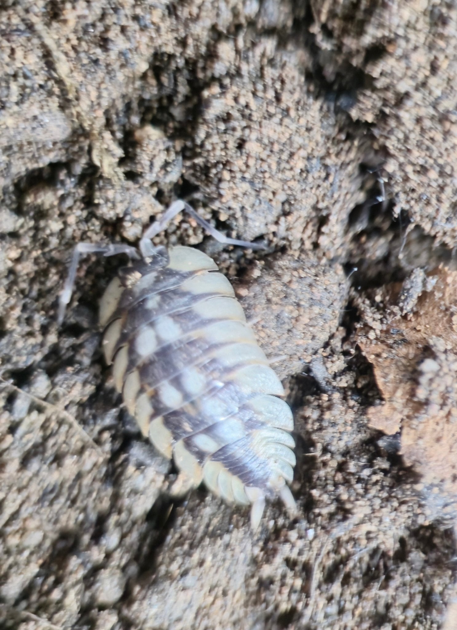 giant isopod for sale