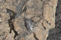 Lake garda isopod
