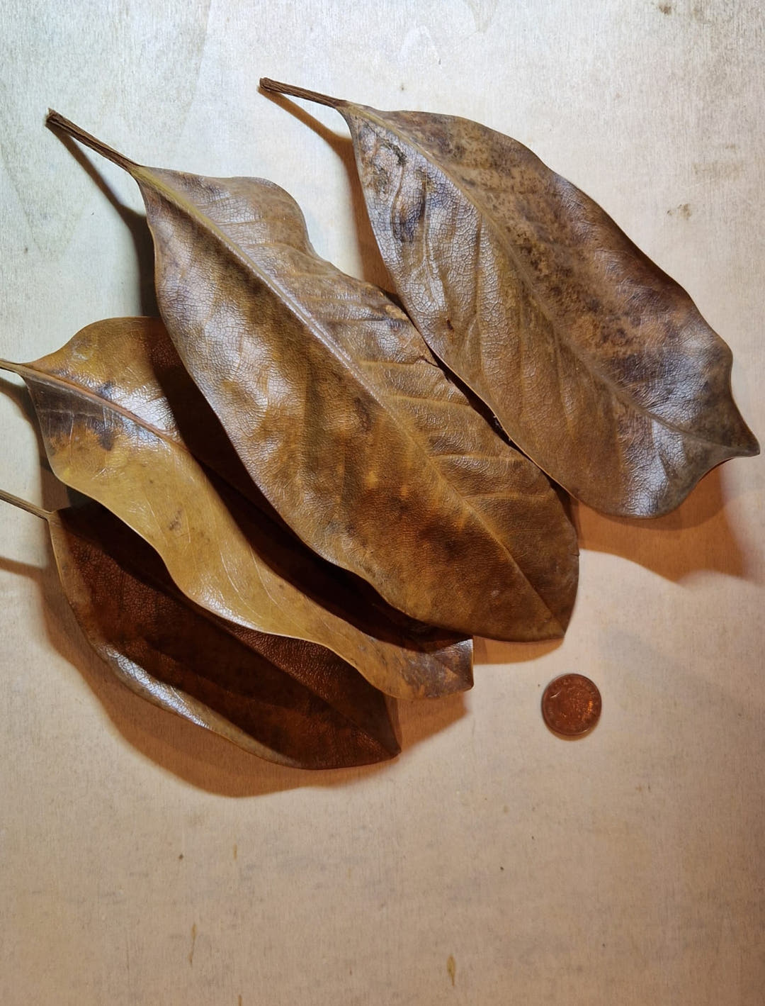 Four dried magnolia leaves fanned out on a pale surface with a copper penny beside them for scale.