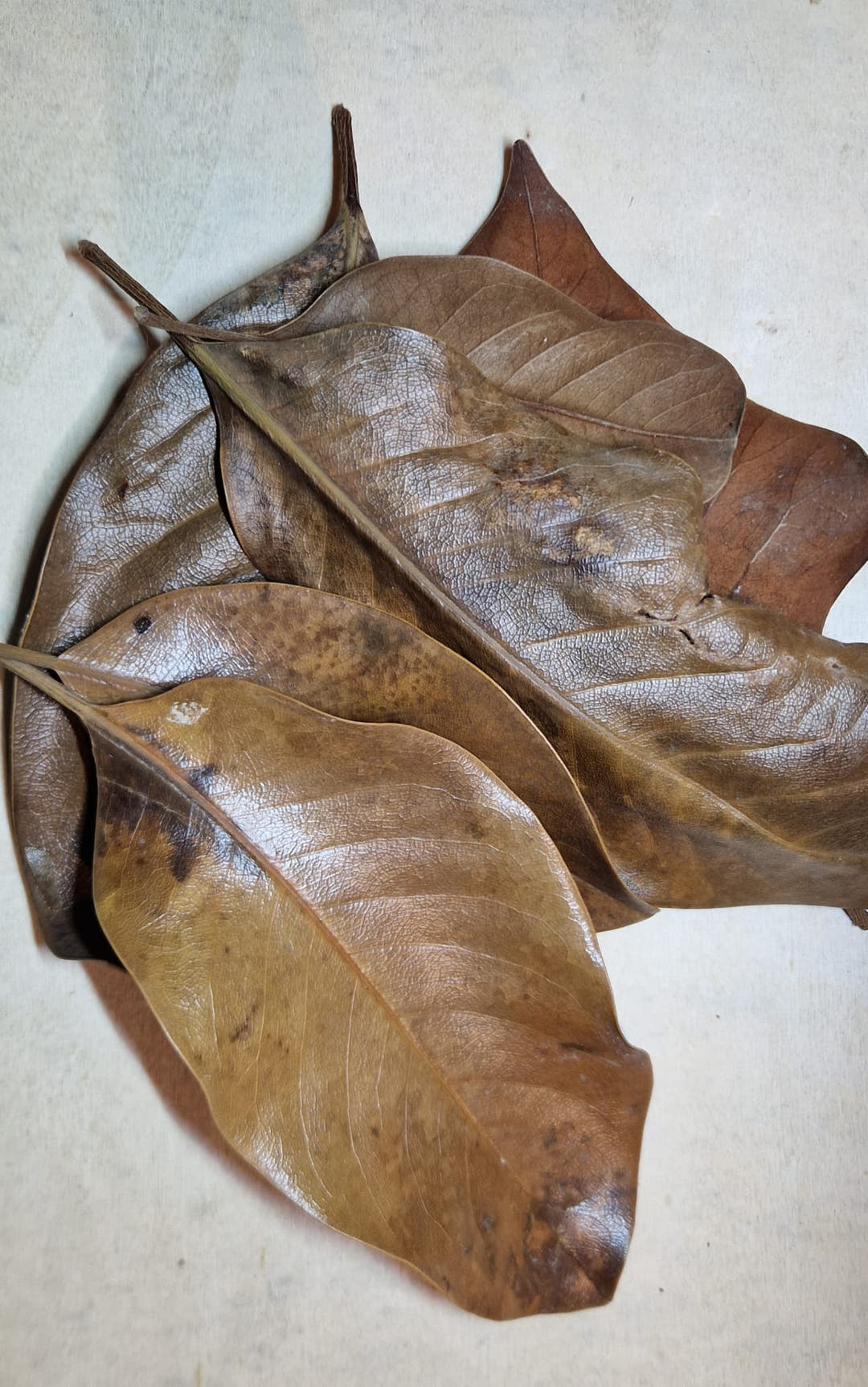 Dried magnolia leaves overlapping in a pile, brown and mottled with raised veins, on a pale surface.