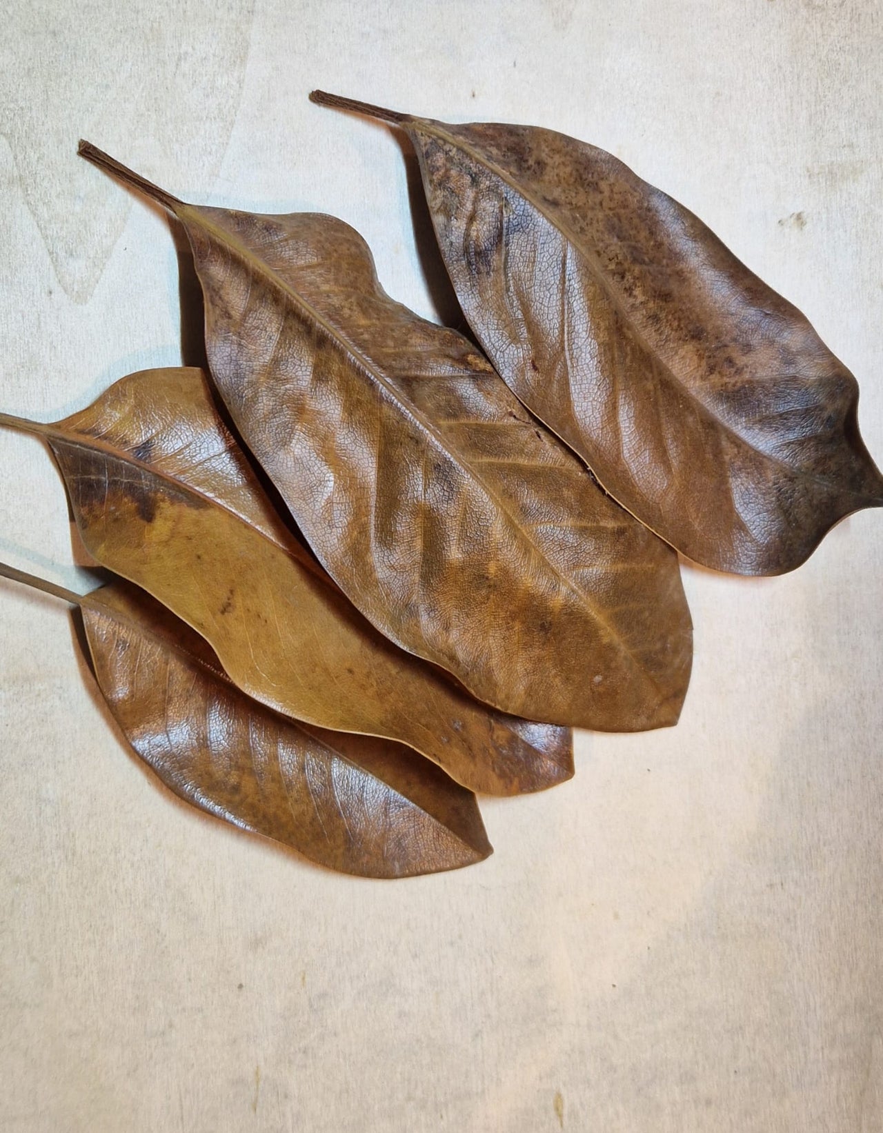 Large Magnolia Leaves For Inverts