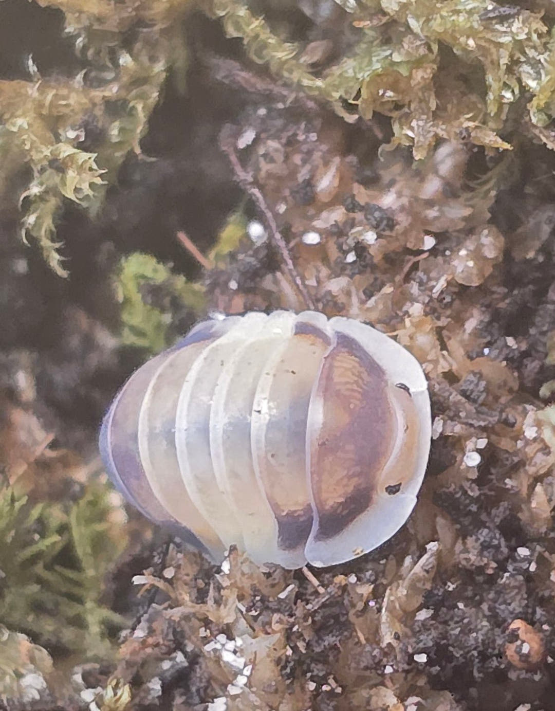 A Latte isopod curled into a ball on mossy ground, its cream segments banded with tan brown.