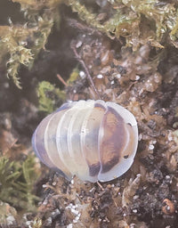 Latte Isopods (Cubaris sp.)