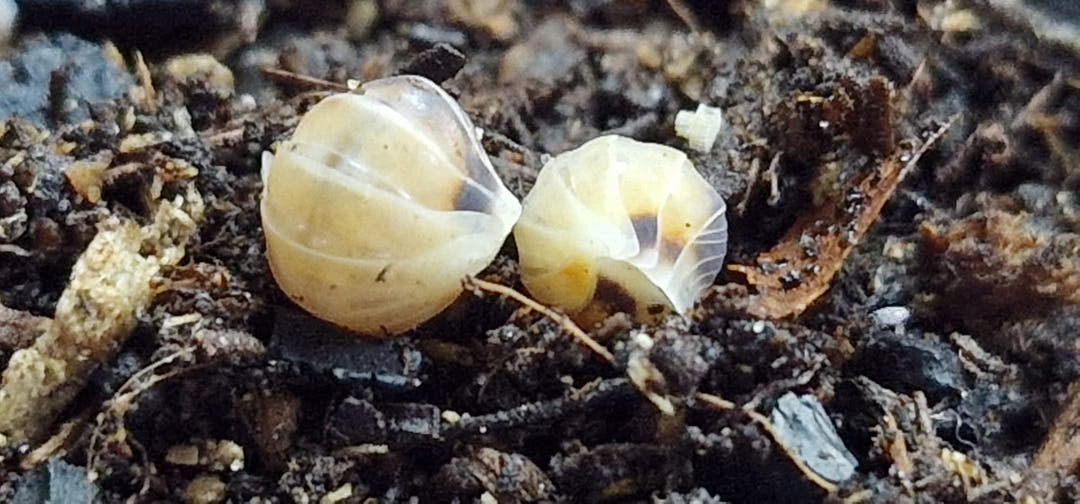 Two curled Latte isopods side by side on dark soil, pale cream shells with faint brown marks.