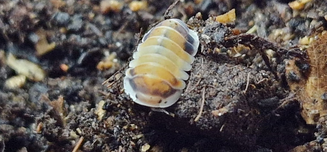 A Latte isopod on a lump of dark substrate, cream body with orange-tan patches down its back and brown marks at one end.