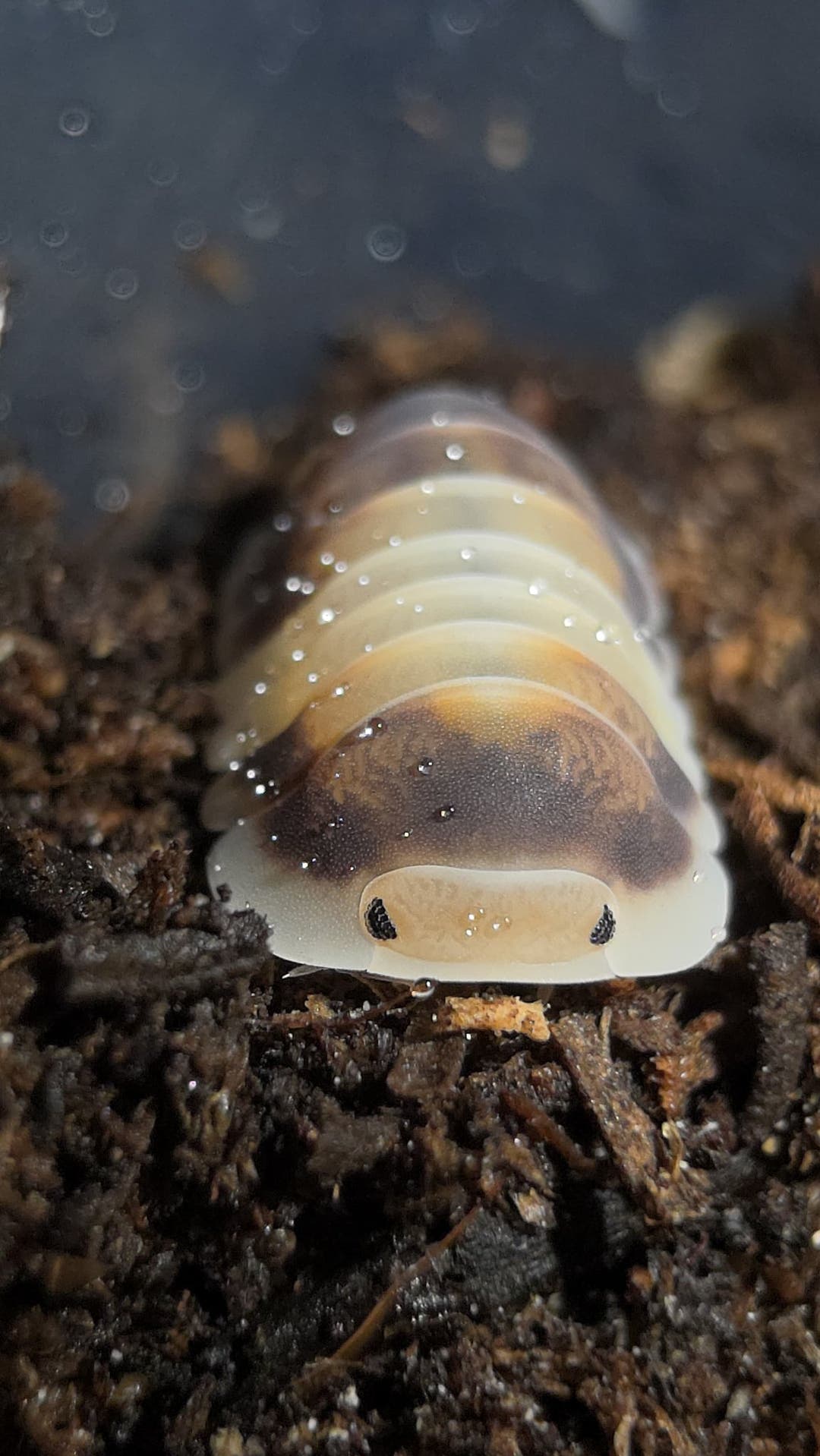 A pale cream Latte isopod facing the camera on dark crumbly substrate, a brown saddle behind its head and droplets on its back.