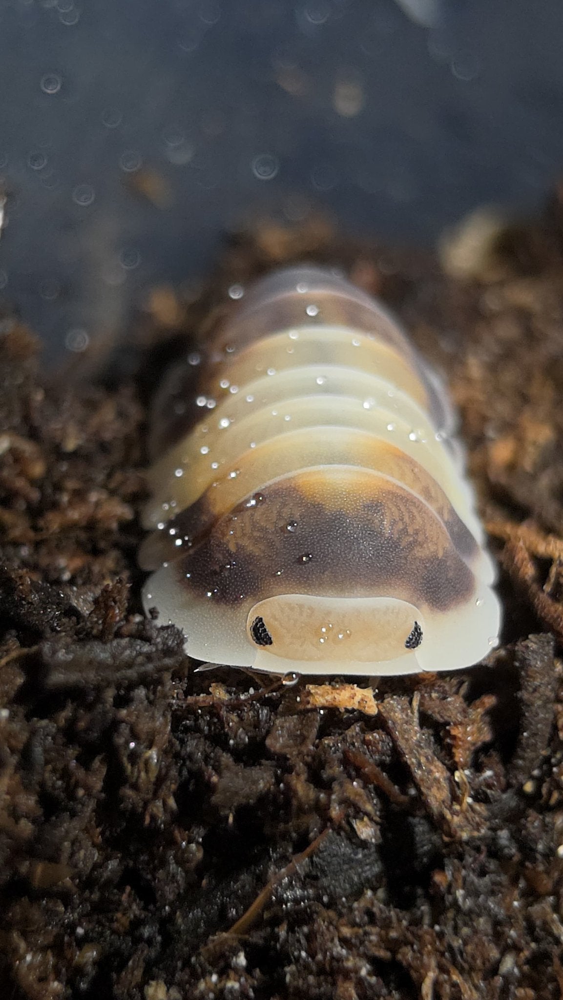 Latte Isopods (Cubaris sp.)