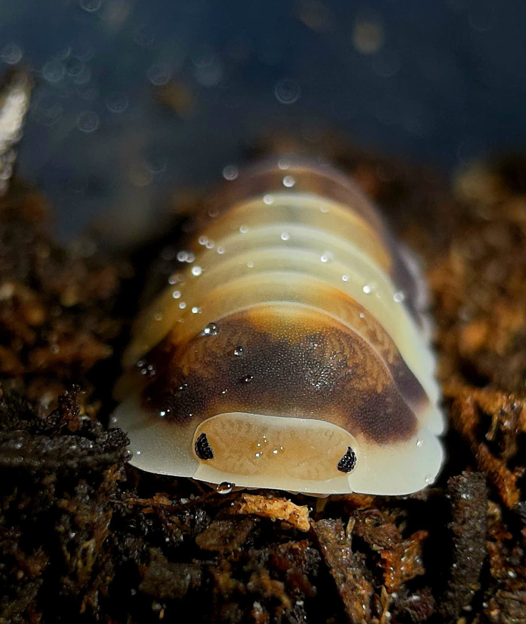 A Latte isopod seen head-on against dark bark, cream with a brown saddle and water droplets across its back.