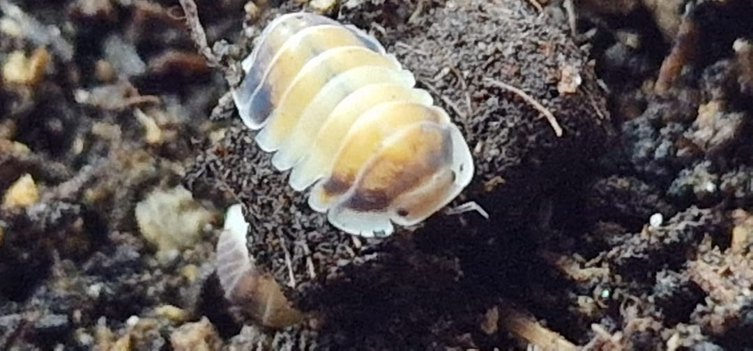 A Latte isopod on a crumb of dark substrate, cream and yellow shell with brown blotches and pale antennae.