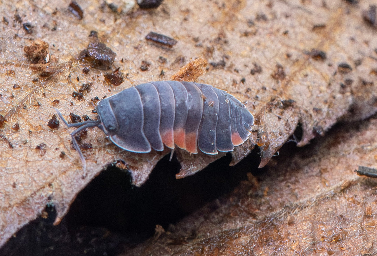Ardentiella lava isopod