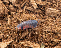 A. lava isopod