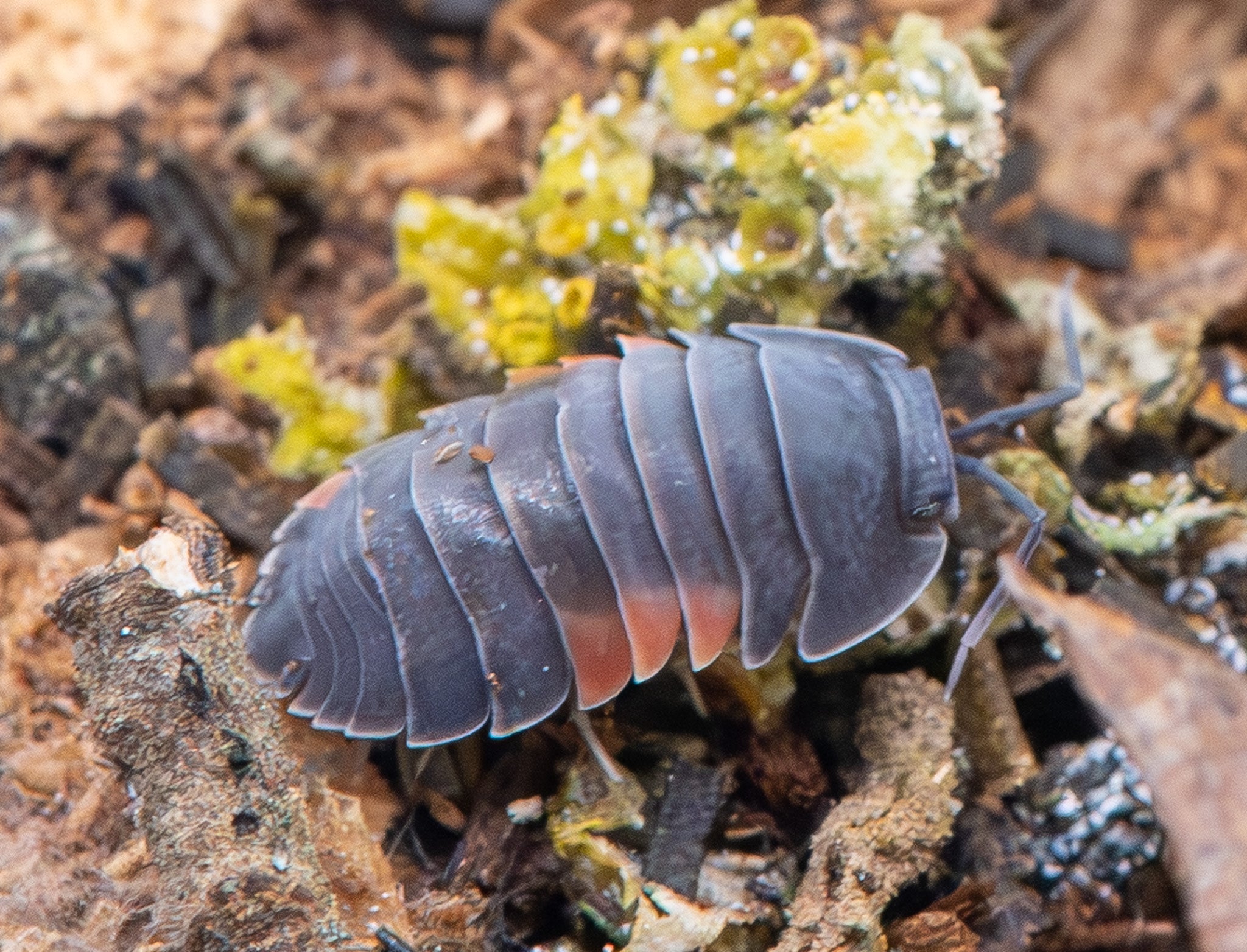 Lava Isopods (Ardentiella sp.) for Sale UK | PostPods