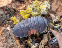 Ardentiella lava isopod