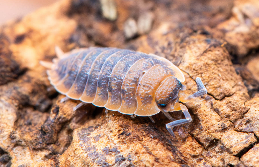 A Lava isopod on pale cork bark, orange body mottled with grey and covered in fine raised bumps.