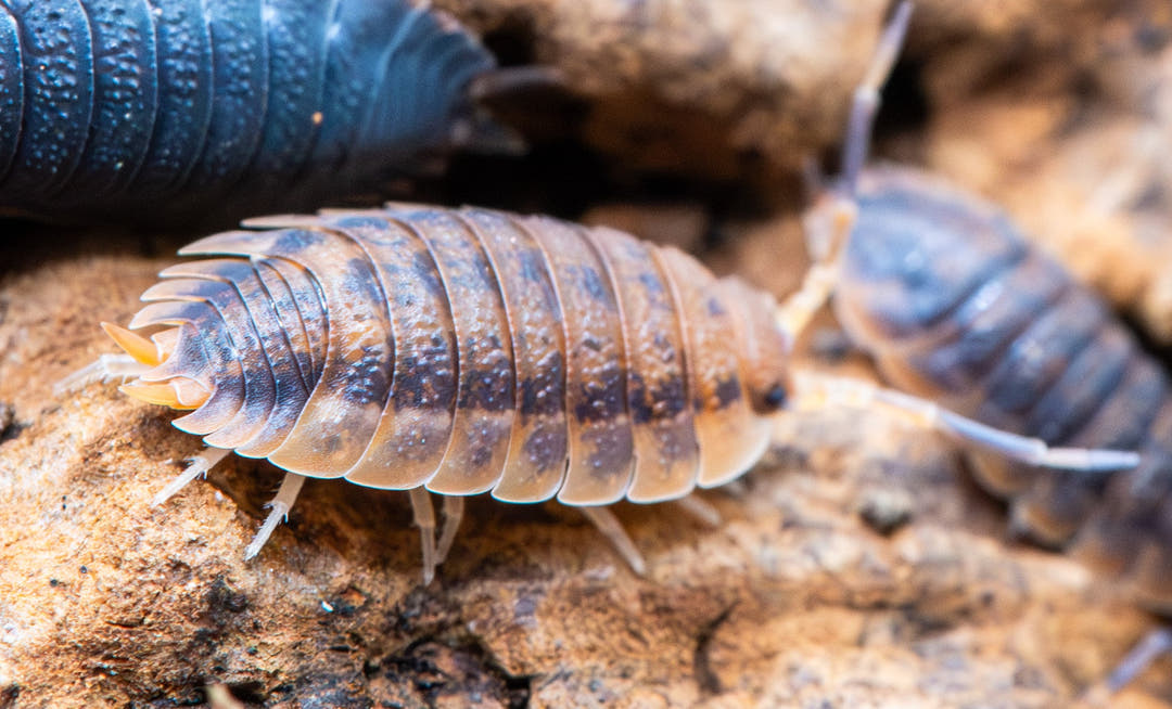 A Lava isopod on tan bark between two others, orange back clouded with grey and pale jointed legs.