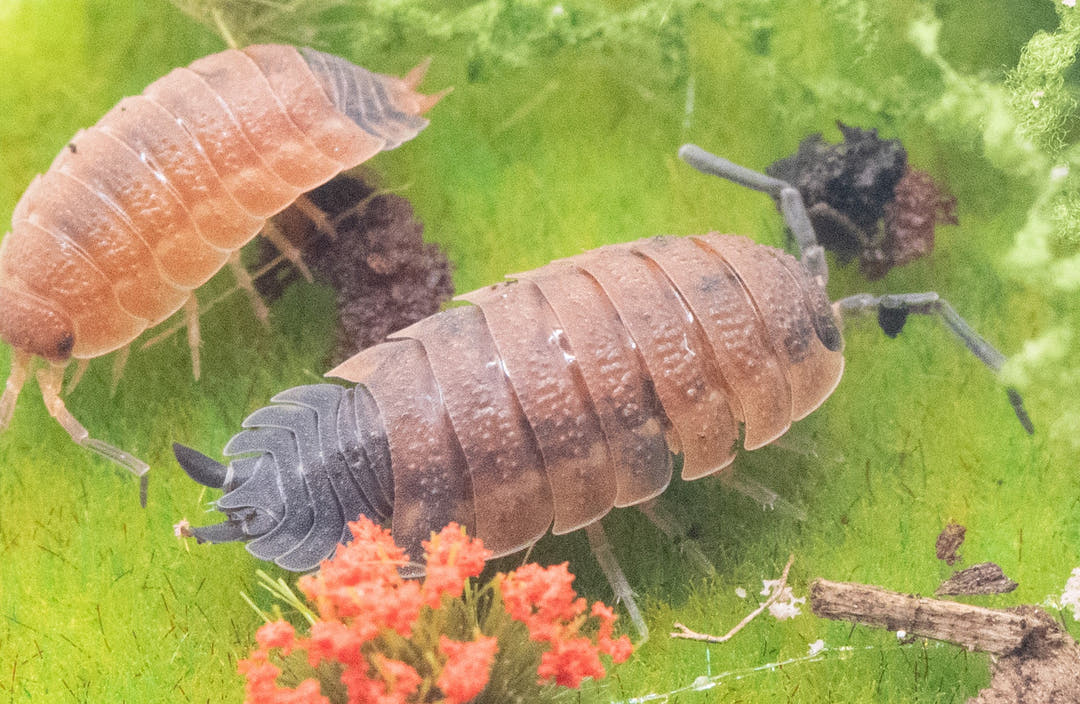 Two orange Lava isopods on bright green moss beside a tuft of orange growth, the right-hand one with a grey head.