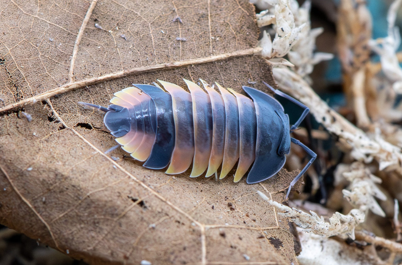 Lava Pastel Isopods (Ardentiella sp.)