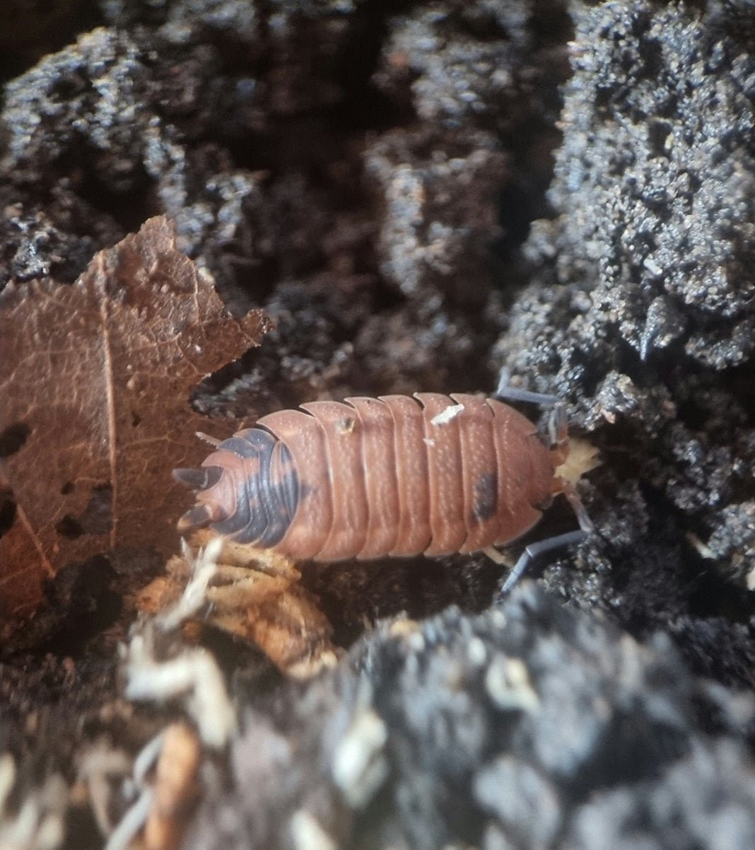 Lava isopod