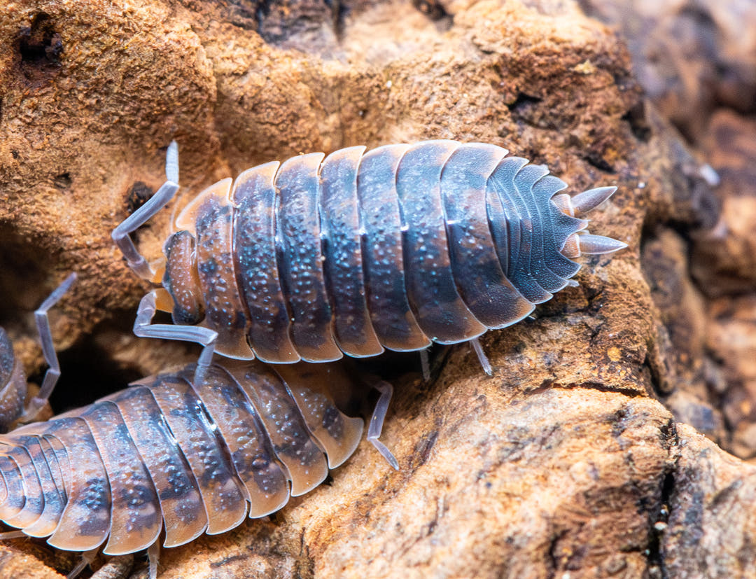 Lava isopod, Porcellio scaber, dark bumpy shell broken by warm orange and red