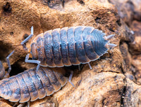 Lava Isopods (Porcellio Scaber)