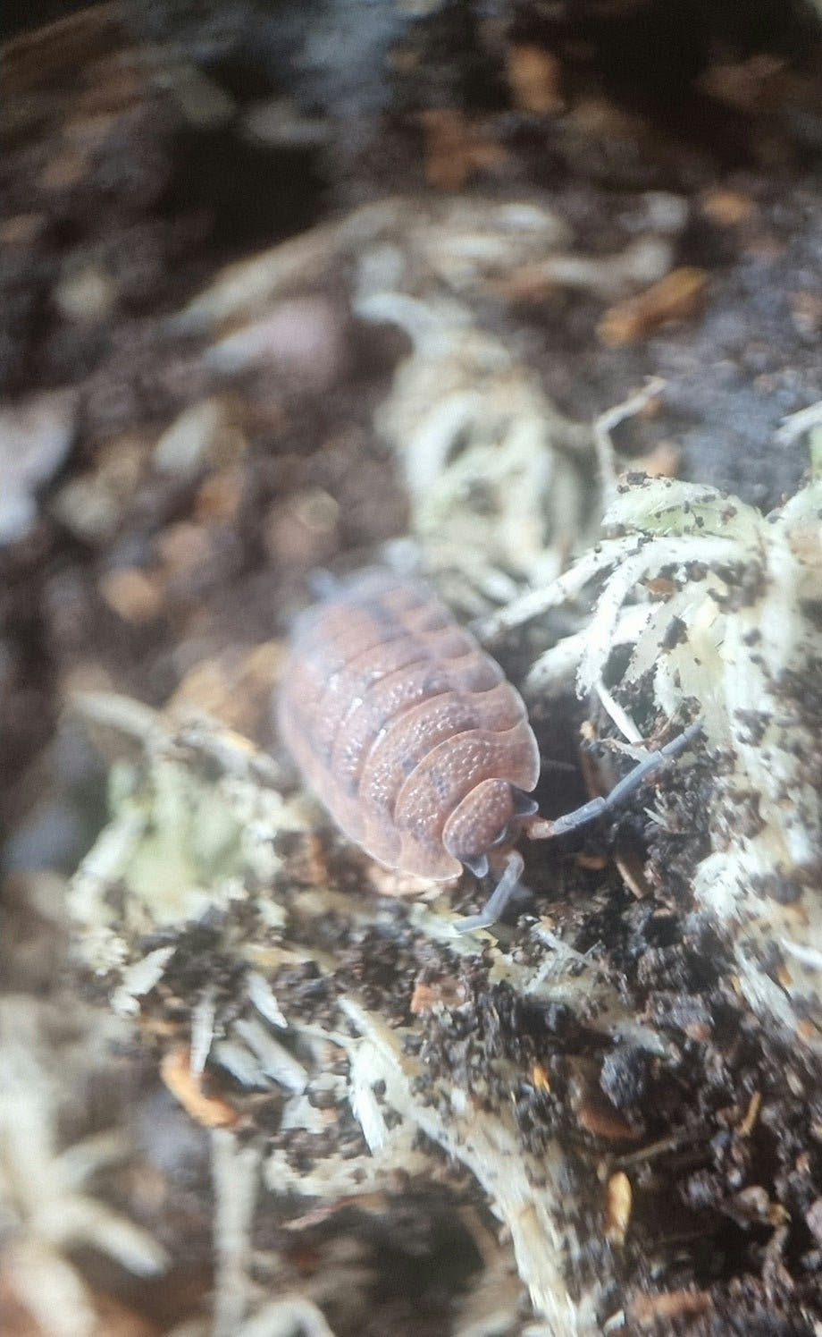 A Lava isopod on pale fibrous moss, its orange-pink back flecked with small darker spots.