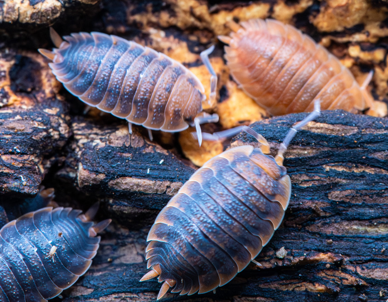 Lava Isopods (Porcellio Scaber)