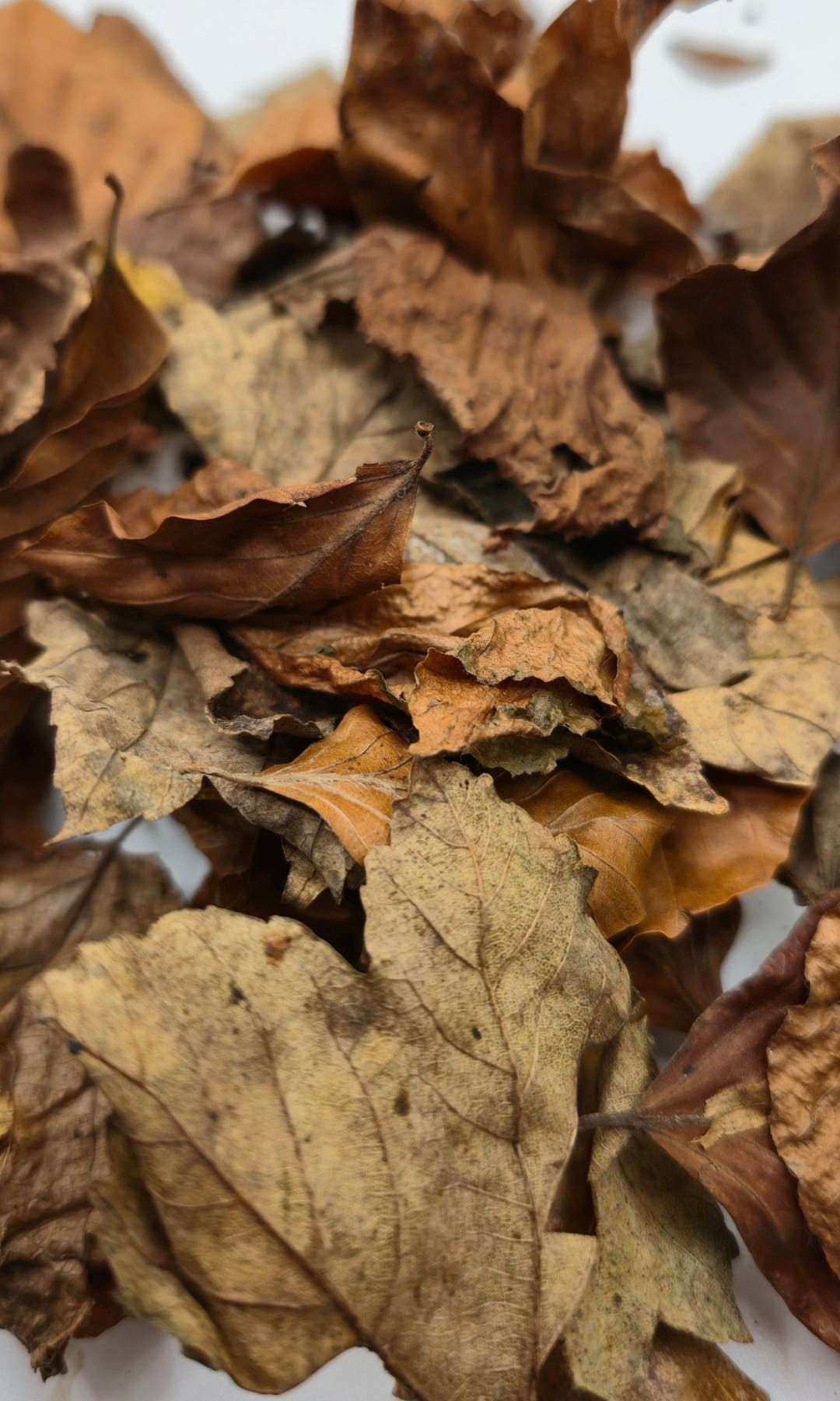 Leaf Litter 1l