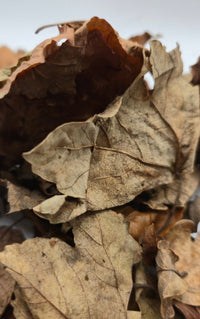 Leaf Litter 1l