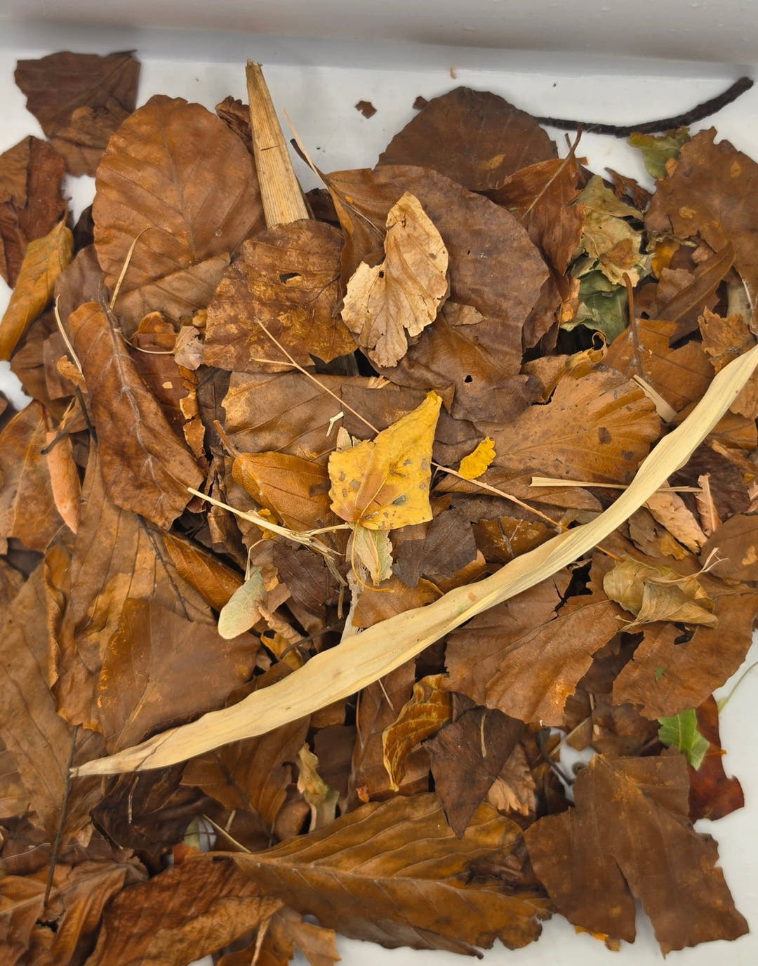 Broadleaf and bamboo leaf litter mix spread out in a white tray with a long bamboo blade across it