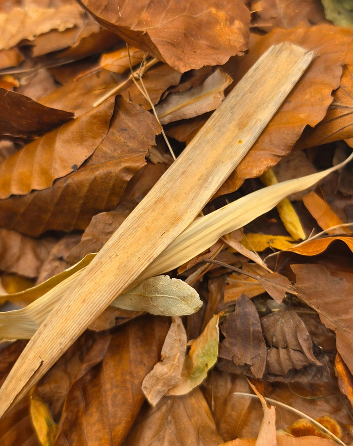 Close-up of dried brown broadleaf leaves with two pale bamboo leaf blades crossing them