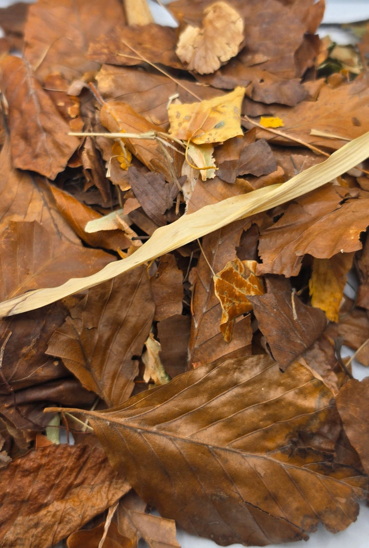 Dried brown broadleaf leaves and a pale bamboo blade in a loose pile