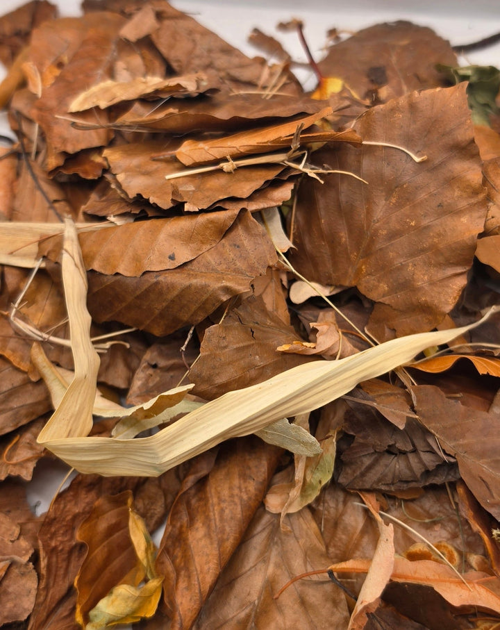 Loose pile of brown broadleaf leaf litter and pale bamboo leaves on a white background