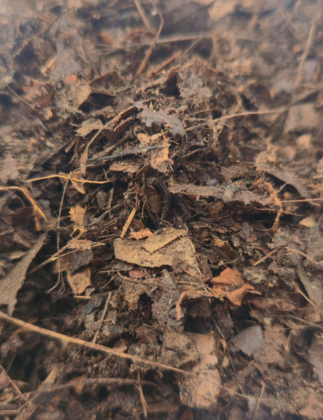 Leaf Litter Substrate 1l