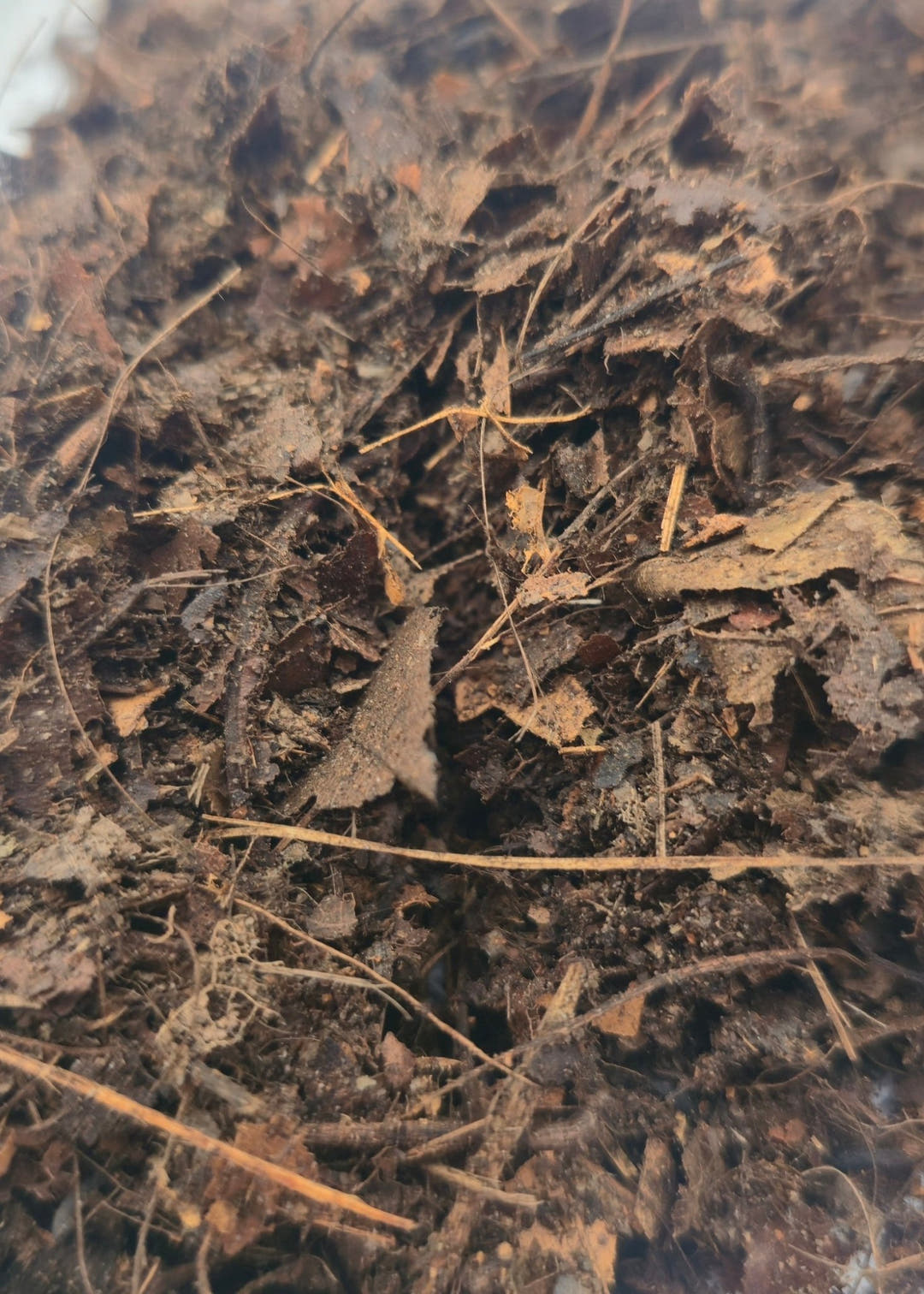 Leaf Litter Substrate 1l