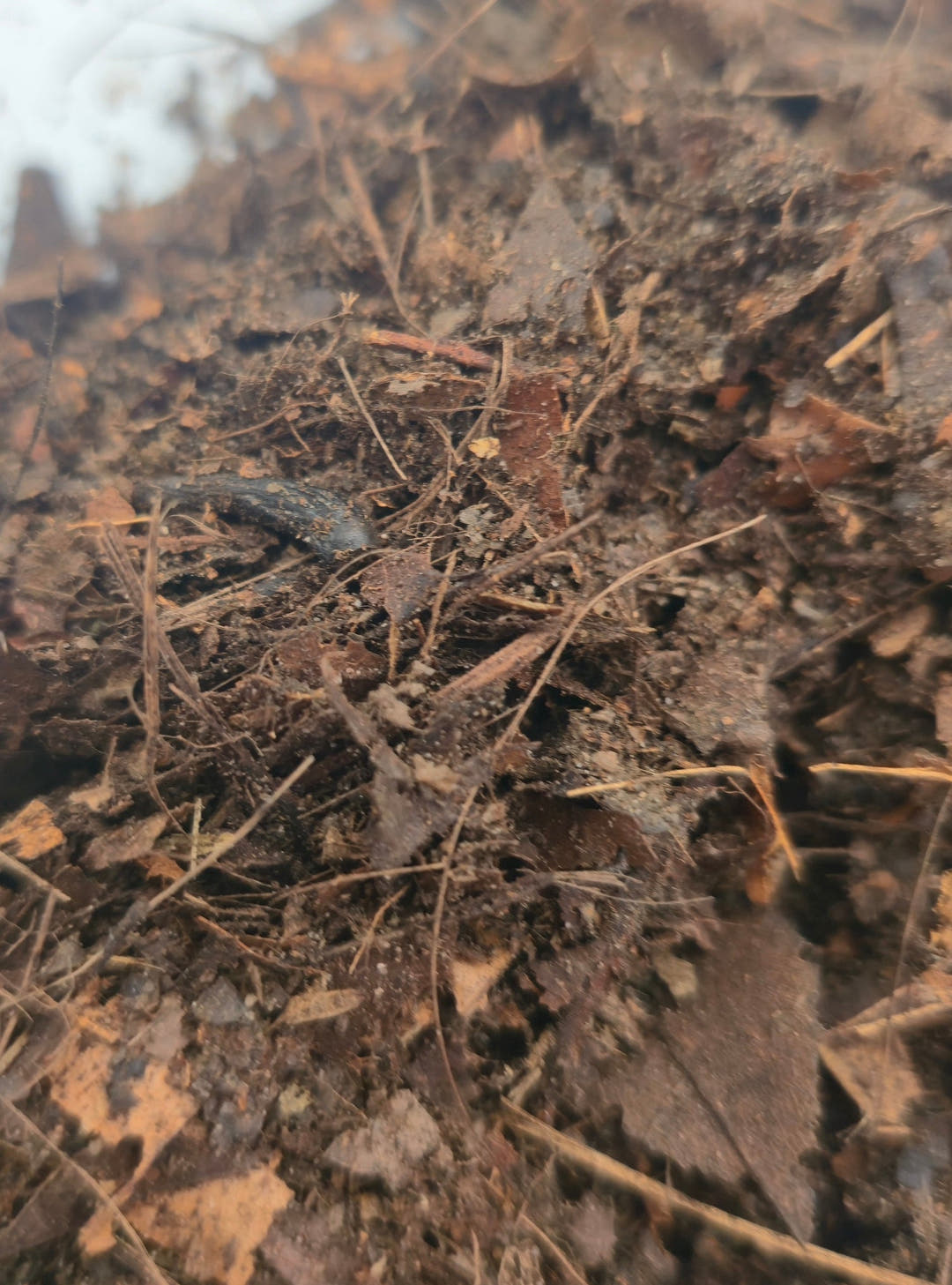 Leaf Litter Substrate 1l