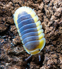 Lemon Blue Isopods (Cubaris sp.)