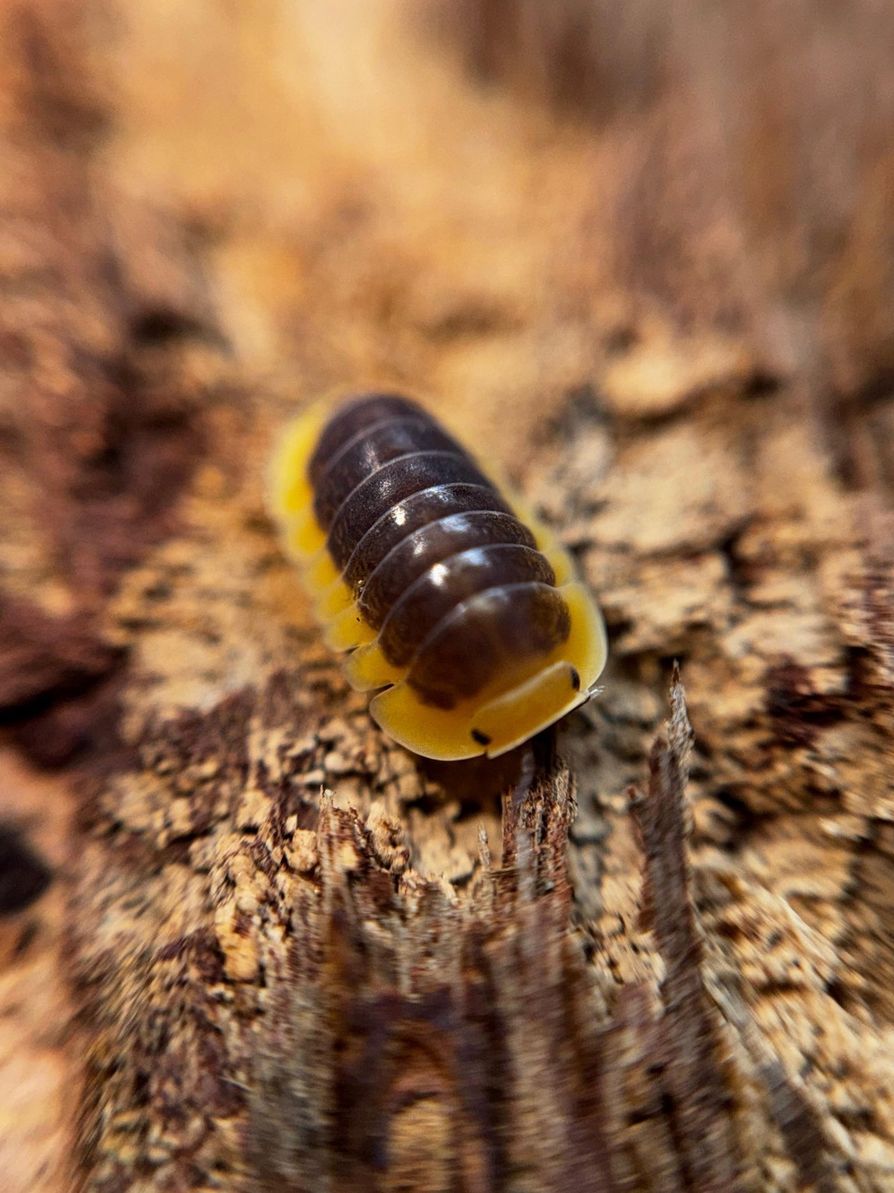 Lemon Blue Isopods (Cubaris sp.)