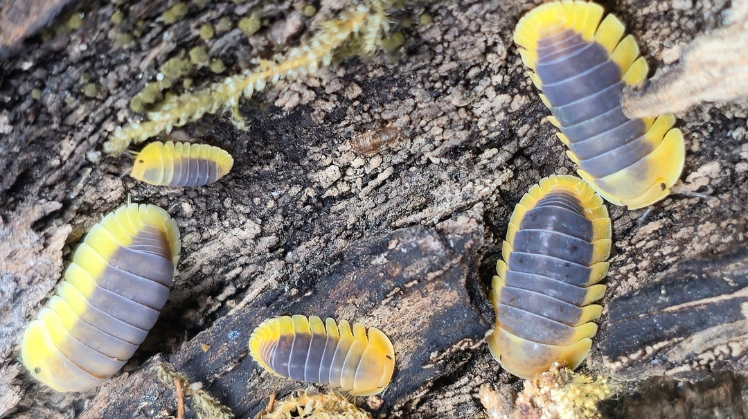 Lemon Blue Isopods (Cubaris sp.)