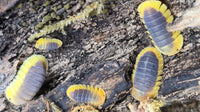 Lemon Blue Isopods (Cubaris sp.) - Isopods For Sale UK I PostPods