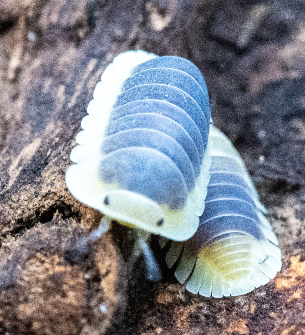 lemon blue isopods