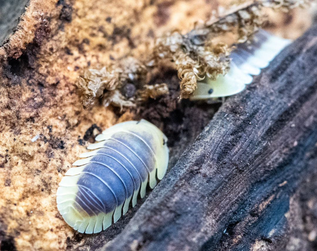 lemon blue isopods
