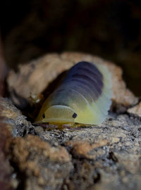 Lemon Blue Isopods (Cubaris sp.)