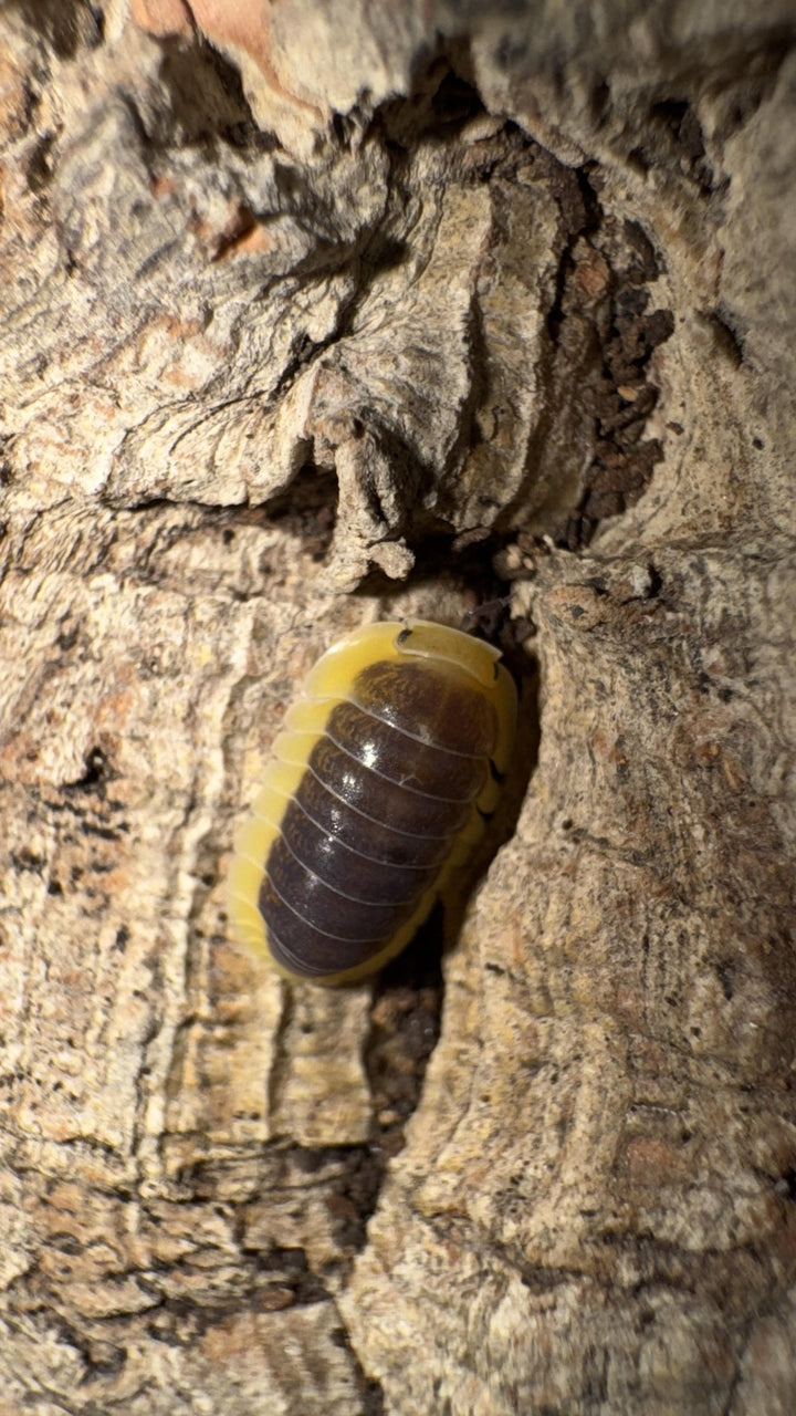 Lemon Blue Isopods (Cubaris sp.)