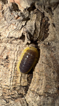 Lemon Blue Isopods (Cubaris sp.)