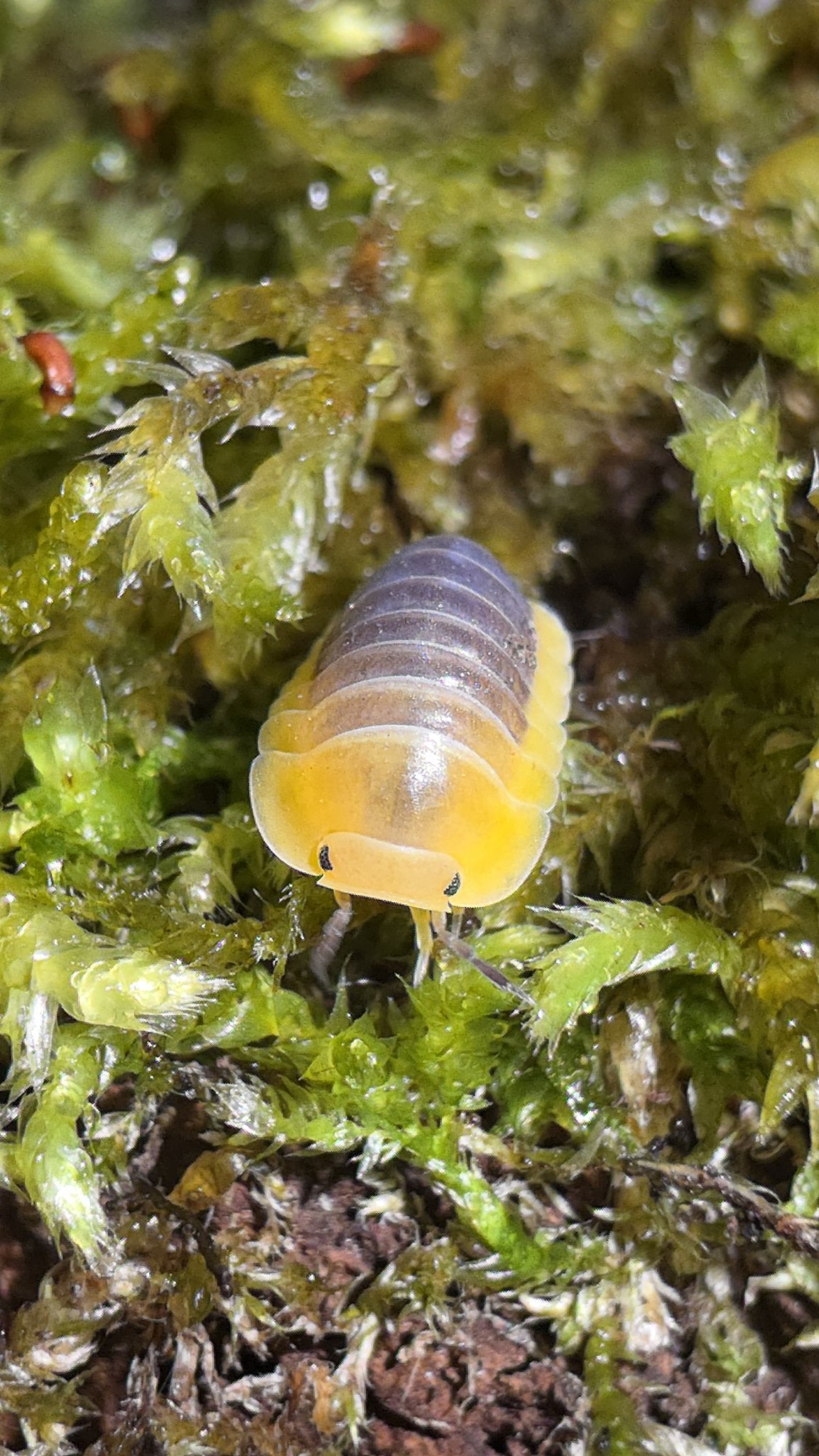 Lemon Blue Isopods (Cubaris sp.)